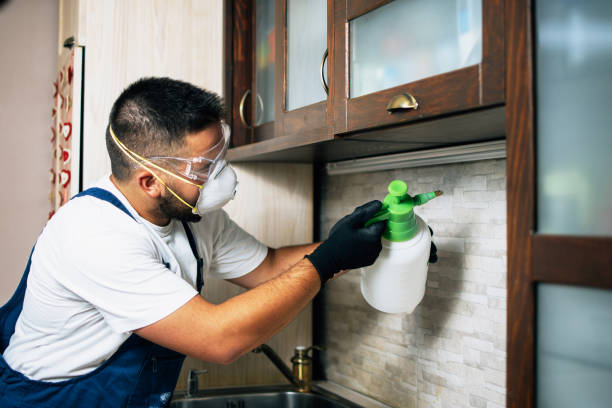 Wasp Removal Services in Lake Hallie, WI